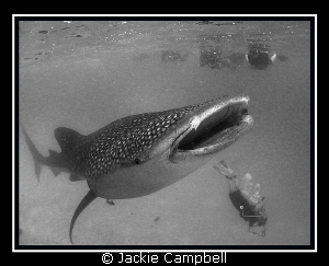 Whaleshark with an adoring fan club.
Canon ixus 980, fis... by Jackie Campbell 